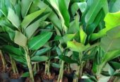 Jual Pohon Bonsai Bougenville dan Pohon Hias Pelindung