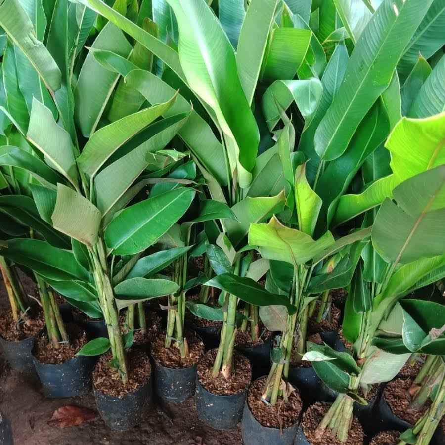 Jual Pohon Bonsai Bougenville dan Pohon Hias Pelindung
