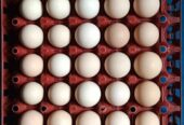 Ready Telur ayam kampung fresh