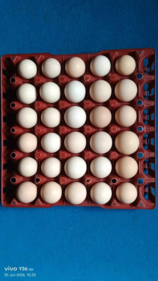 Ready Telur ayam kampung fresh