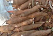 Singkong mempur dan padat fresh