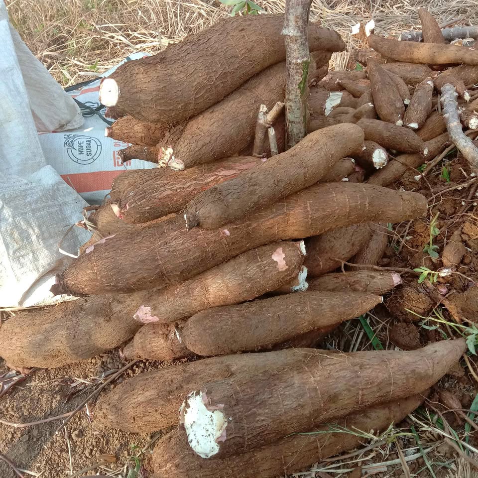 Singkong mempur dan padat fresh