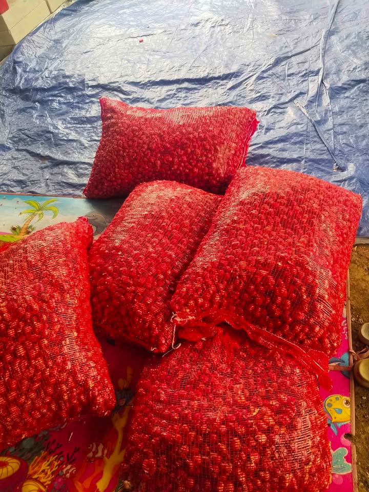 Bawang merah lokal super besar