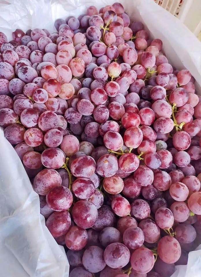 🍊🍇 KOMBO SEGAR & MANIS: Jeruk Wogan Super & Anggur Merah Fresh! 🍇🍊