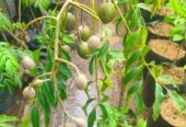 Tanaman kedondong berbuah