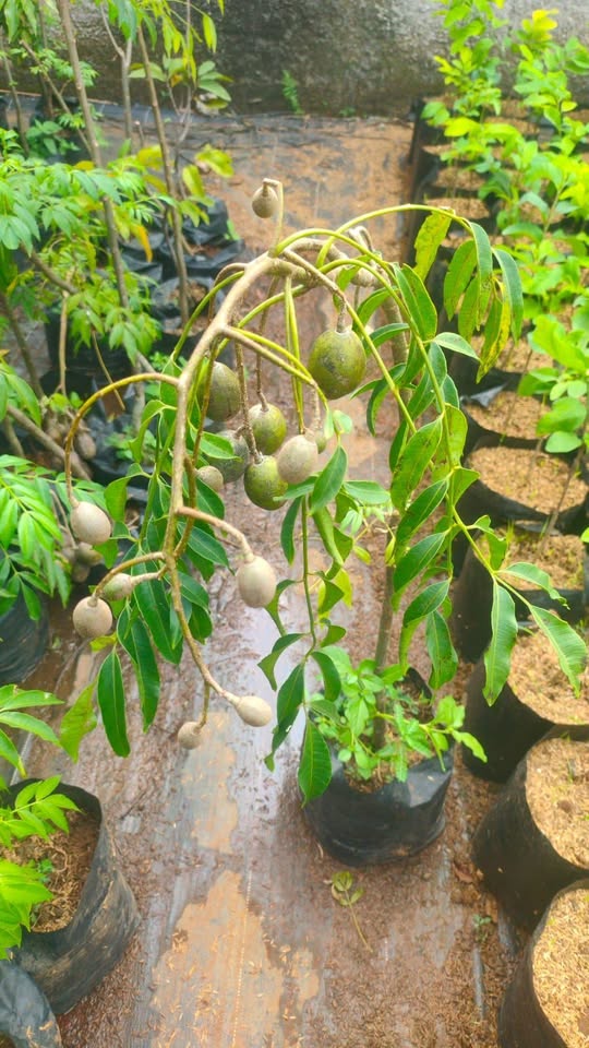 Tanaman kedondong berbuah
