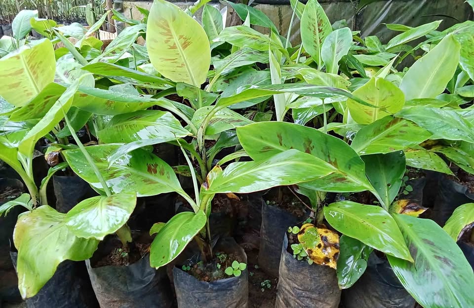Bibit pisang cavendis siap tanam
