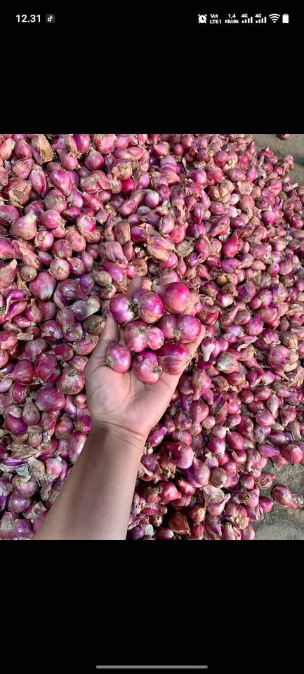 Bawang merah lokal super besar