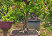 Jual Pohon Bonsai Bougenville dan Pohon Hias Pelindung
