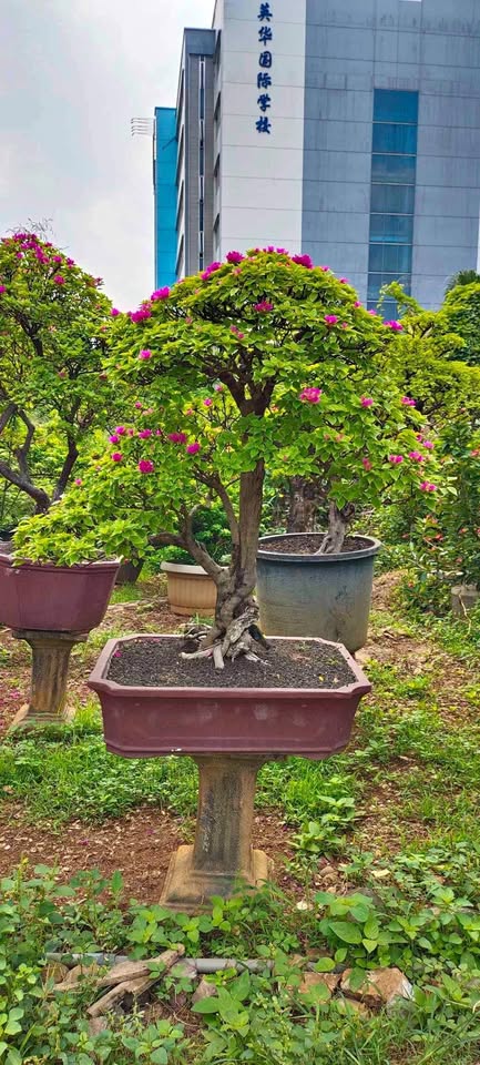 Jual Pohon Bonsai Bougenville dan Pohon Hias Pelindung