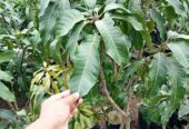 Jual Berbagai Jenis Bibit Mangga