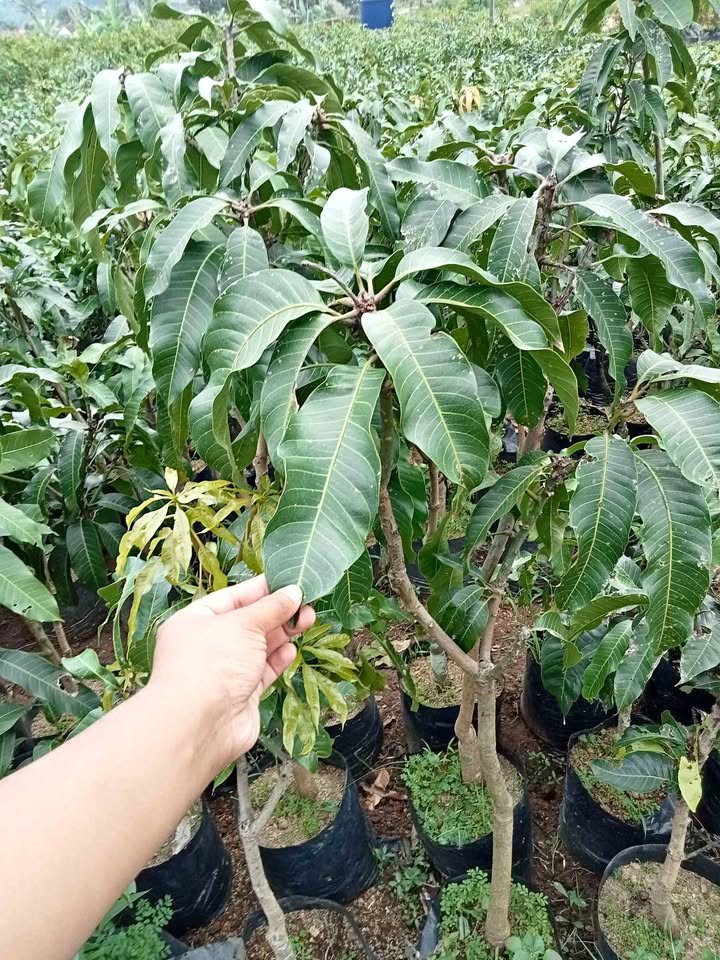 Jual Berbagai Jenis Bibit Mangga