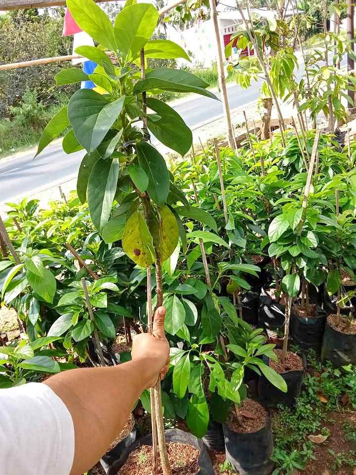 Bibit Alpukat mentega super