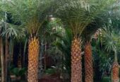 Jual Pohon Bonsai Bougenville dan Pohon Hias Pelindung