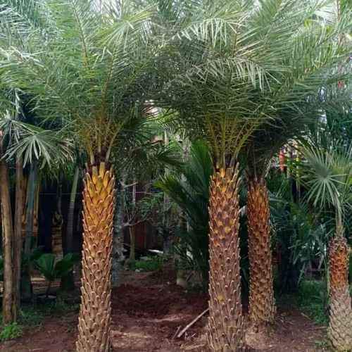 Jual Pohon Bonsai Bougenville dan Pohon Hias Pelindung