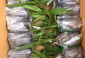 Bibit Kurma Ajwa super siap tanam