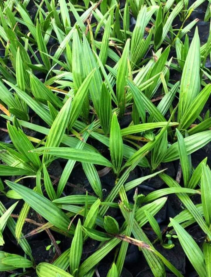 Bibit Kurma Ajwa super siap tanam