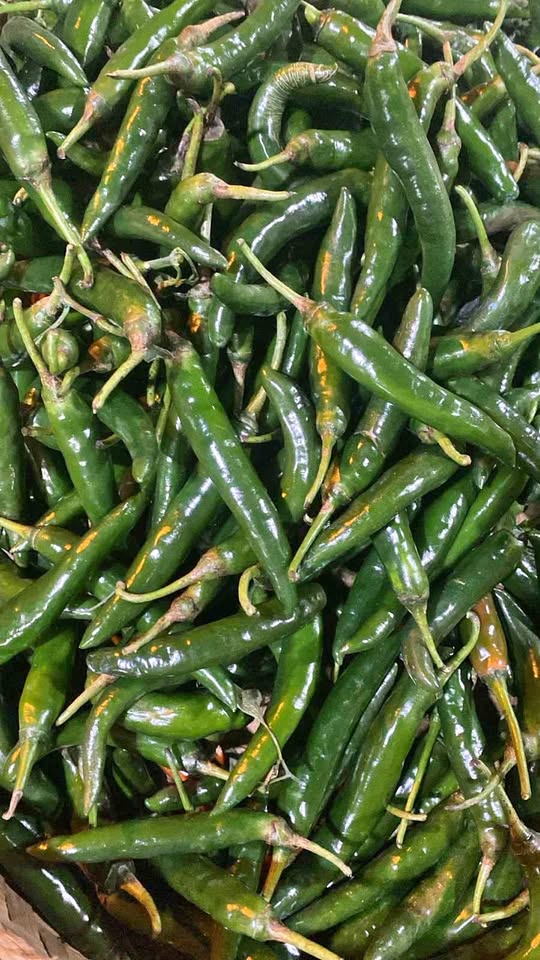 Cabe ijo besar super fresh