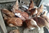 Ayam petelur umur 4 bulan