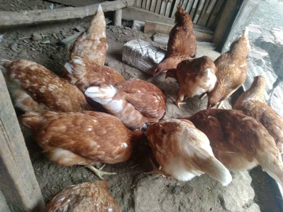 Ayam petelur umur 4 bulan