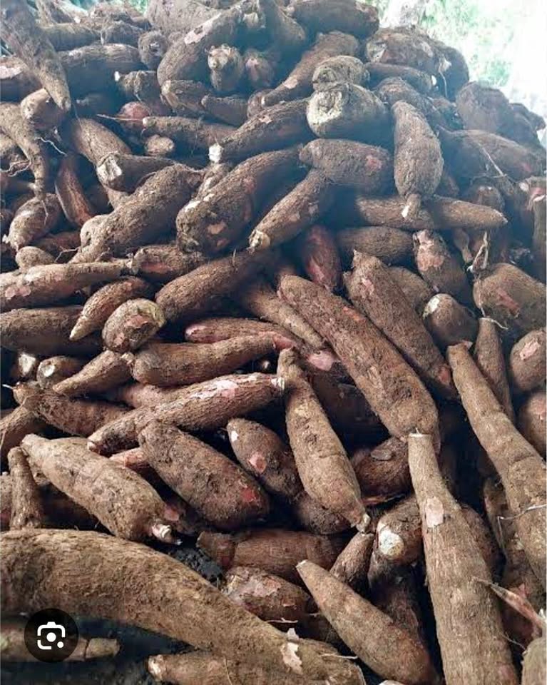 Singkong ketan murah dijamin lembut
