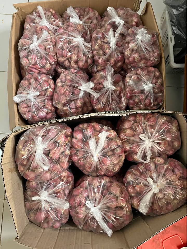 Bawang merah nganjuk super besar