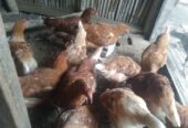 Ayam petelur umur 4 bulan