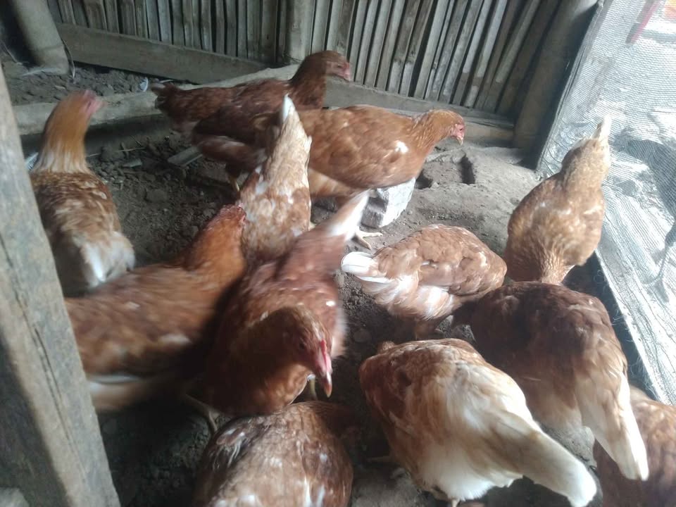 Ayam petelur umur 4 bulan