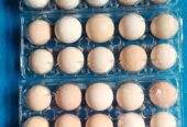Ready Telur ayam kampung fresh