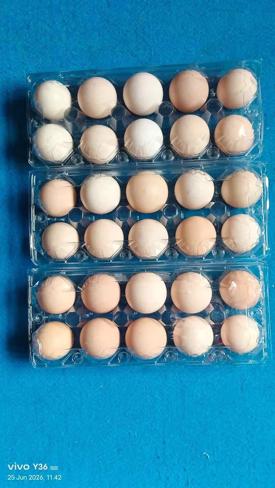 Ready Telur ayam kampung fresh