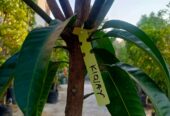 Bibit jumbo mangga thailand