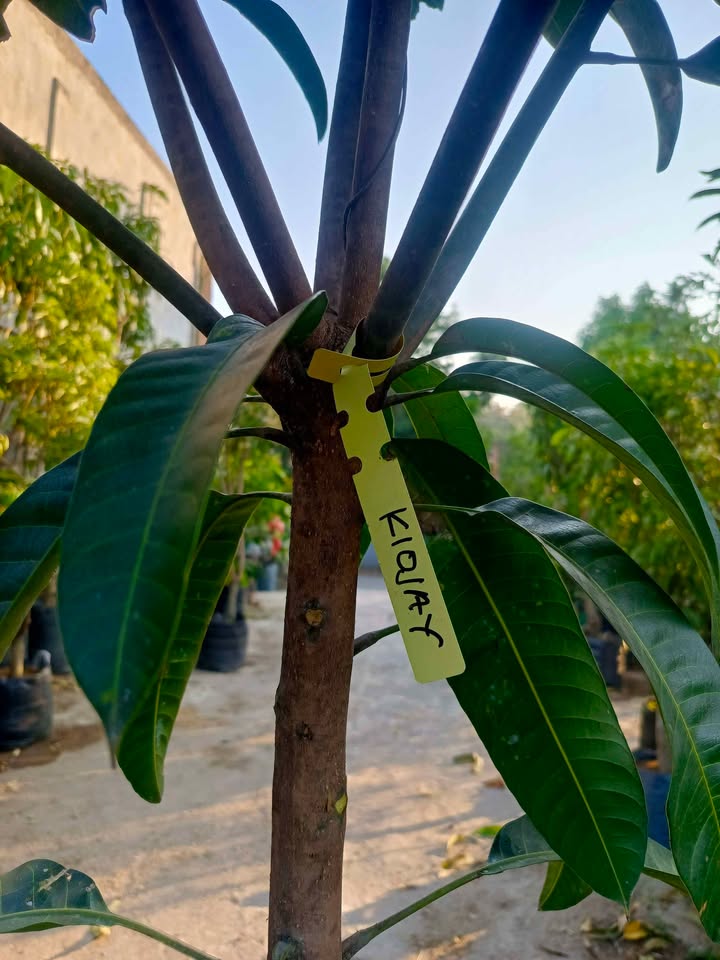 Bibit jumbo mangga thailand