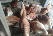 Ayam petelur umur 4 bulan