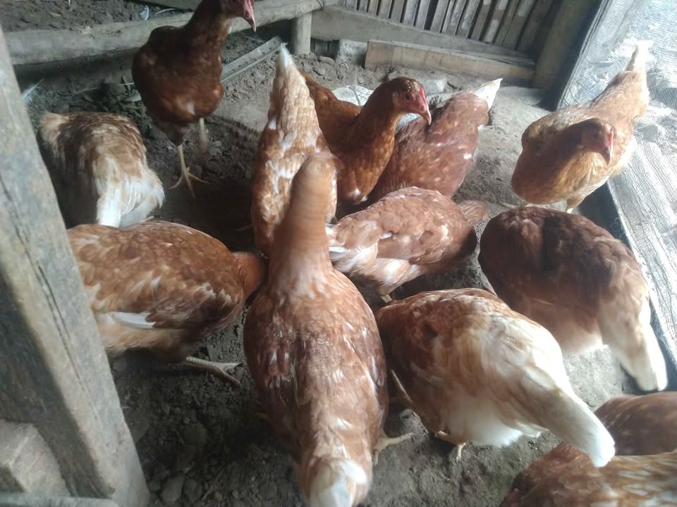 Ayam petelur umur 4 bulan