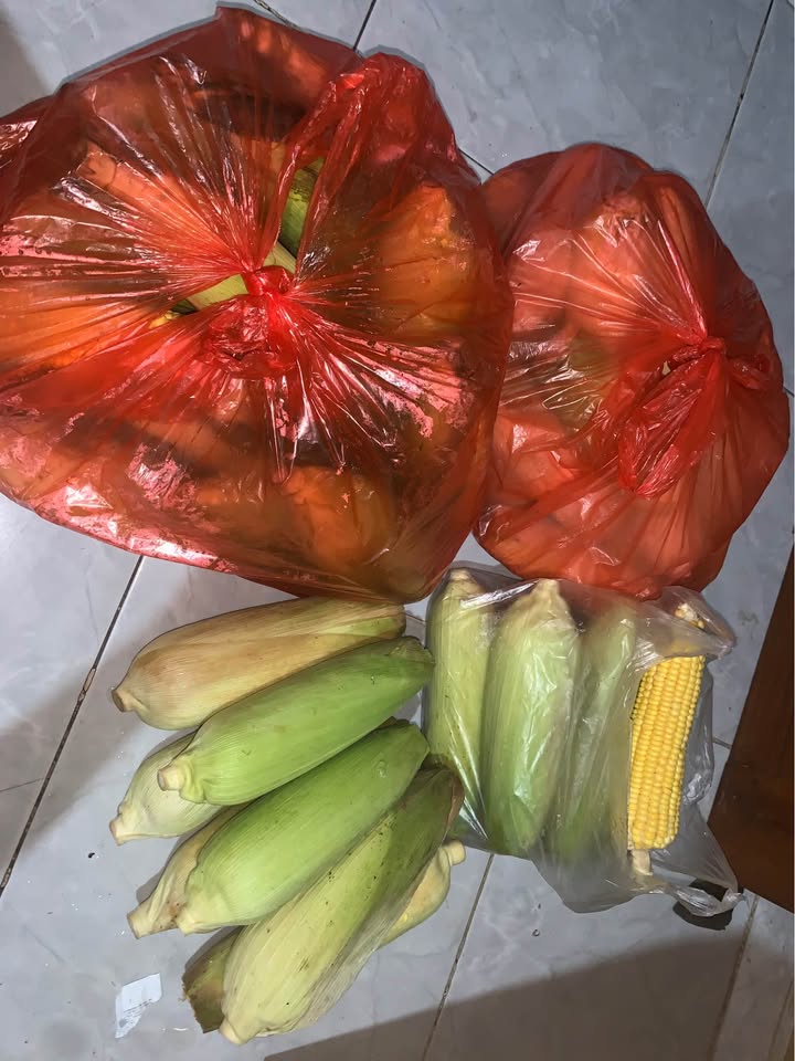 Jual jagung manis murah dijamin sip