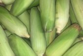 Jual jagung manis murah dijamin sip