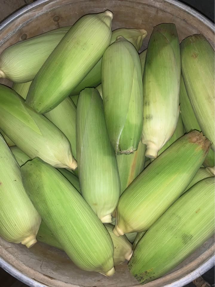 Jual jagung manis murah dijamin sip