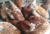 Ayam petelur umur 4 bulan