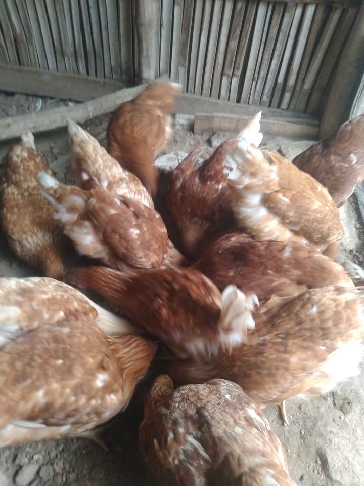 Ayam petelur umur 4 bulan