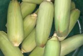 Jual jagung manis murah dijamin sip