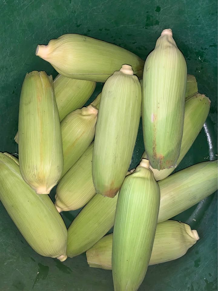 Jual jagung manis murah dijamin sip