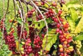 Bibit kopi robusta dan arabika