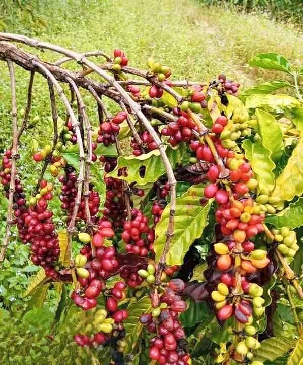 Bibit kopi robusta dan arabika