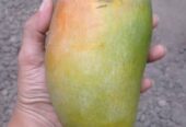 Bibit jumbo mangga thailand