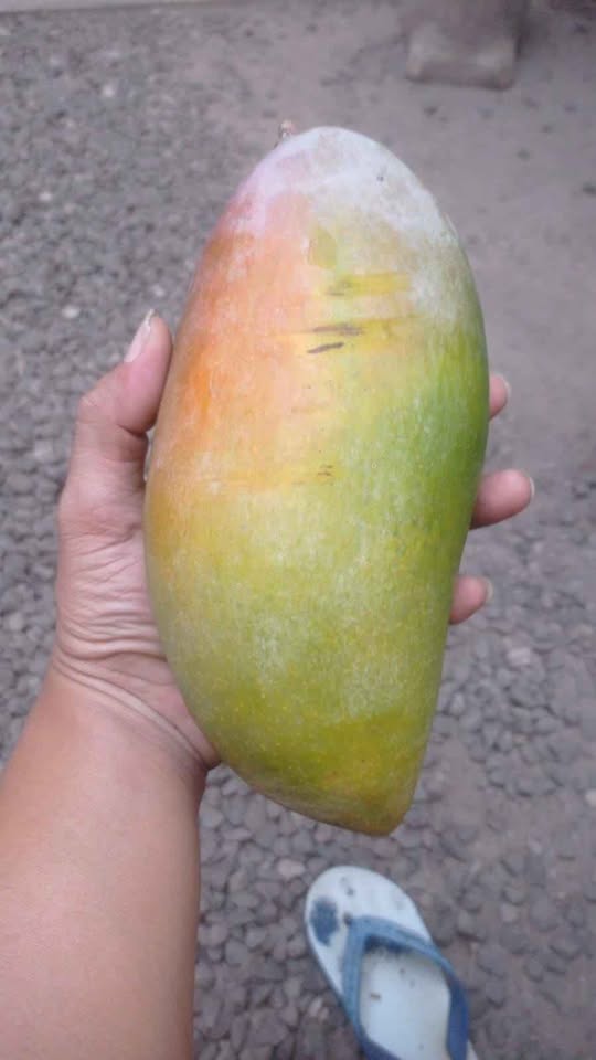 Bibit jumbo mangga thailand