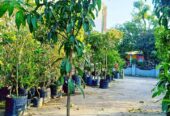 Bibit jumbo mangga thailand