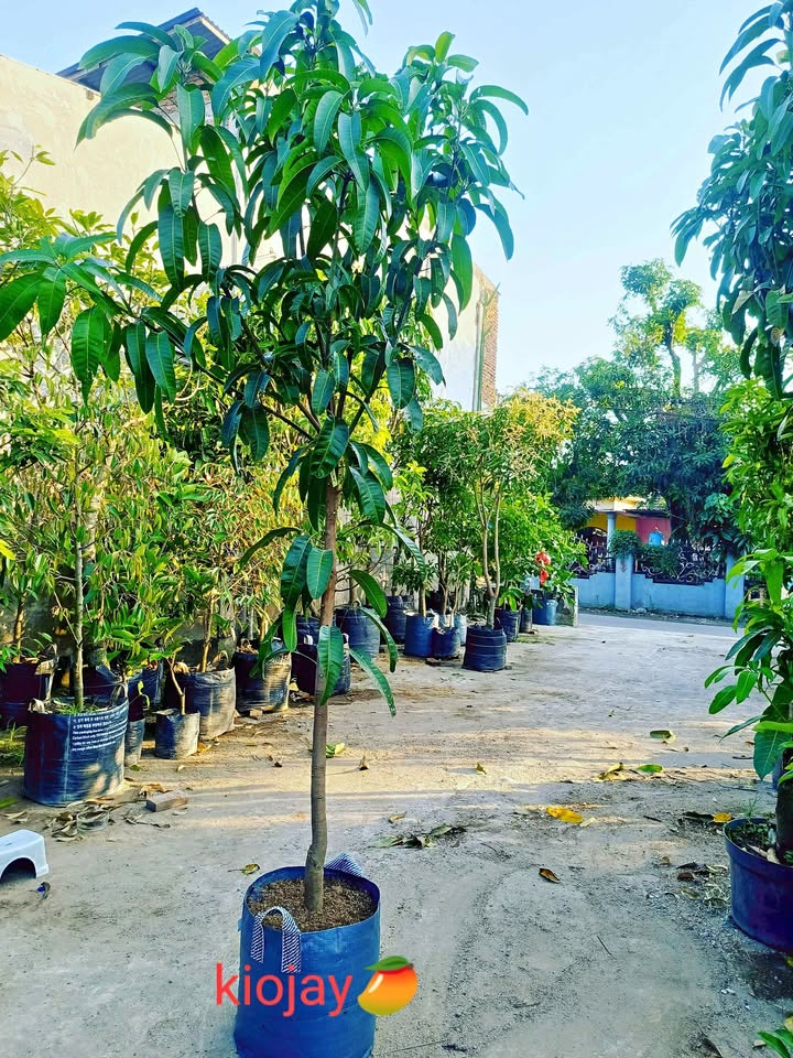 Bibit jumbo mangga thailand