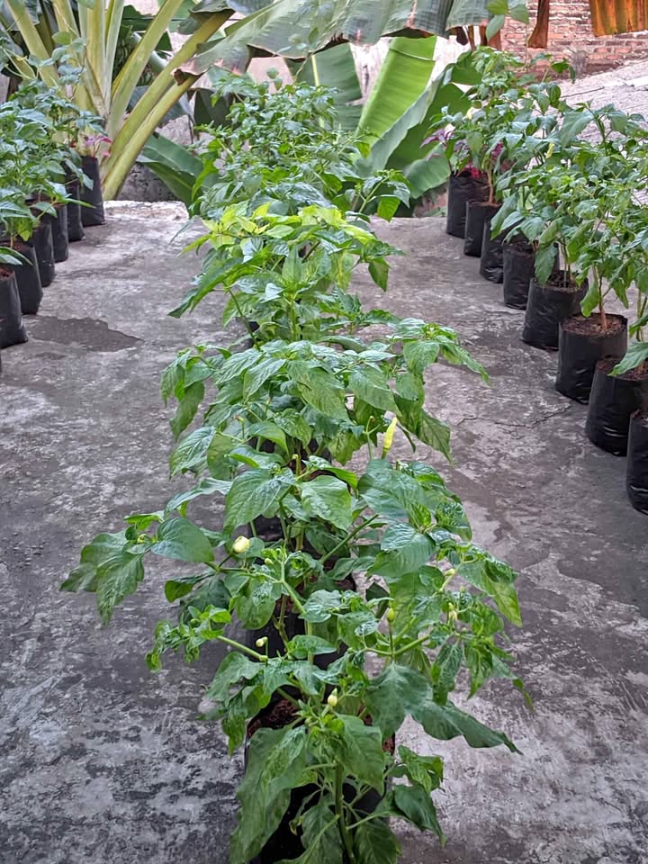 Tanaman cabe rawit sudah berbunga