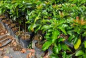 Bibit Alpukat Jumbo super