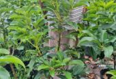 Bibit Alpukat Jumbo super